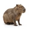 Capybara