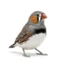 Chim Finch