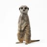 Meerkat