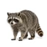 Gấu mèo Raccoon