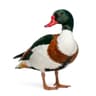 Vịt Call Duck