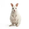 Wallaby