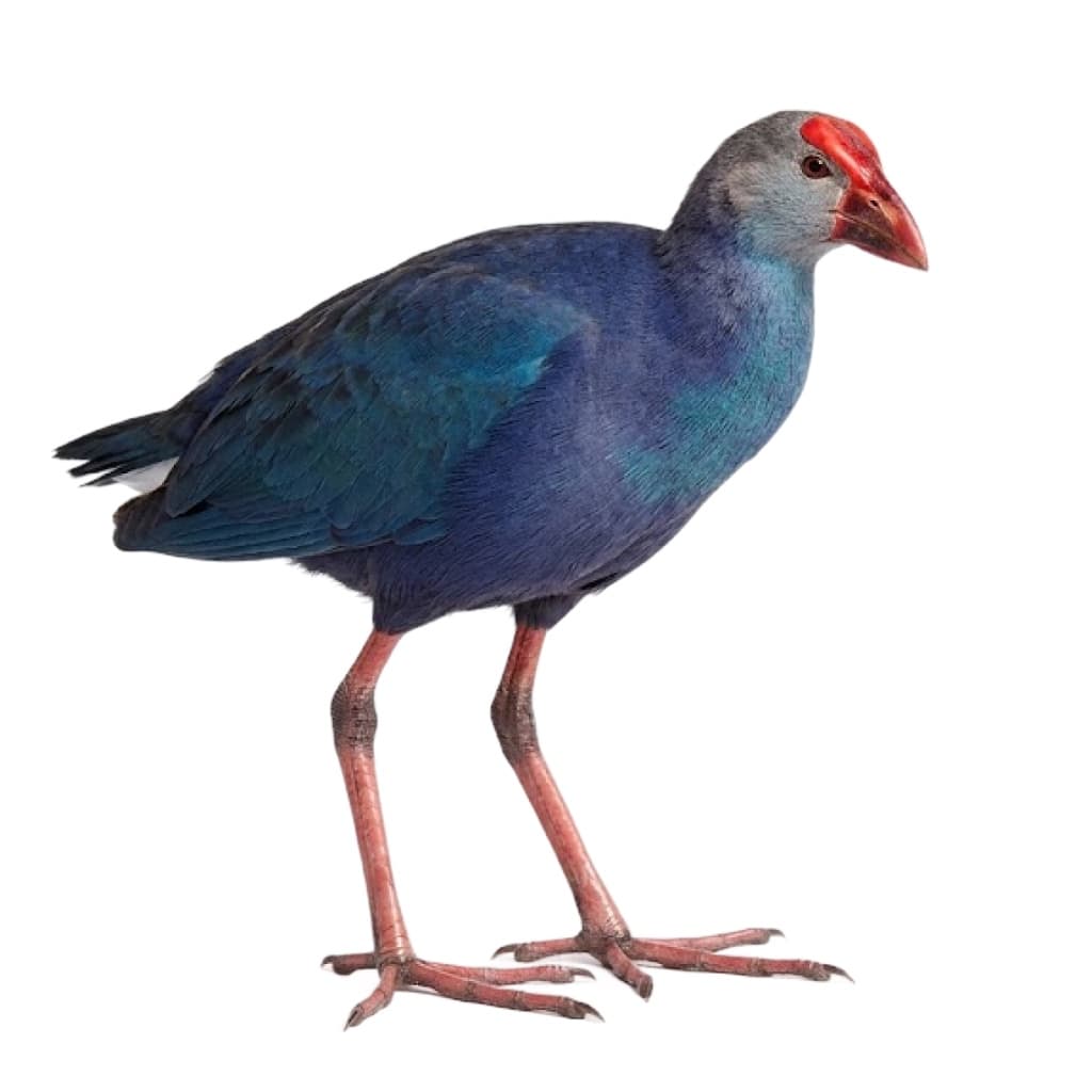 Trích cồ tại ZooJung