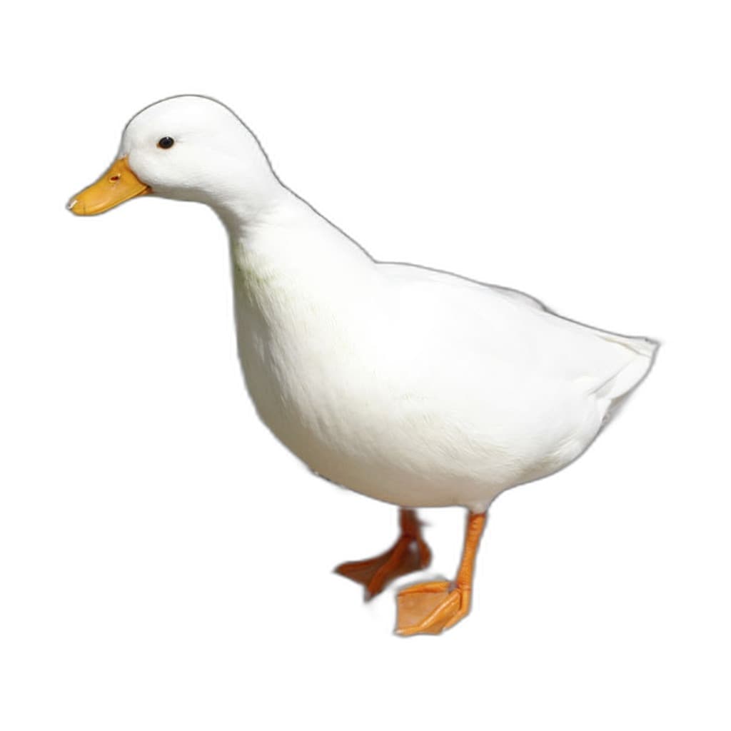 Vịt Call Duck tại ZooJung